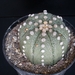 Astrophytum asterias   235