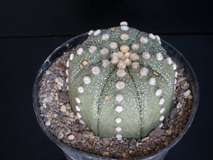 Astrophytum asterias   235