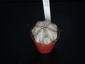 Astrophytum coahuilense x supur kabuto   232