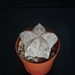 Astrophytum cv onzuka red v markings   237