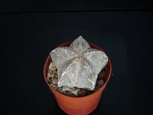 Astrophytum cv onzuka red v markings   237