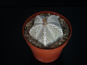 Astrophytum cv. onzuka  244