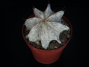 Astrophytum cv. onzuka x ornatum    243