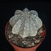 Astrophytum myriostigma x onzuka   231