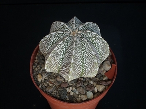 Astrophytum myriostigma x onzuka   231