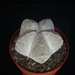 Astrophytum cv. onzuka   230
