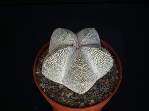 Astrophytum cv. onzuka   230