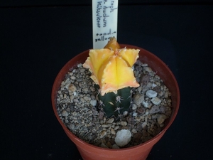 Astrophytum myriostigma nudum variegata cv kitsukow  234