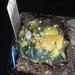 astro asterias variegata  247