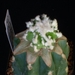 astro ornatum cv hunya  252