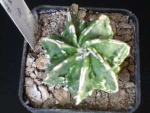 astro myriostigma nudum thin cv fukuryu 253