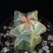 astro myriostigma cv koh-yo  257