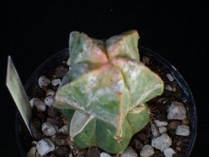 astro myriostigma cv koh-yo  257