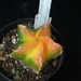astro koh-yo variegata x koh-yo kikko 264