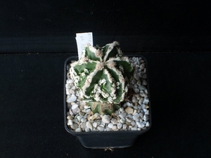 Astrophytum  ornatum cv fukuryu 274