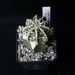 Astrophytum ornatum cv fukuryu 275