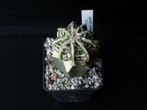 Astrophytum ornatum cv fukuryu 275