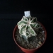 Astrofytum cv Fukuryu 276
