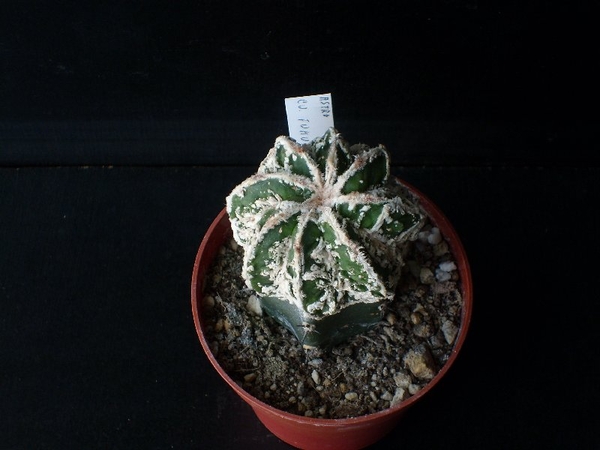 Astrofytum cv Fukuryu 276