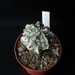Astrophytum myriostigma cv Fukuryu 277