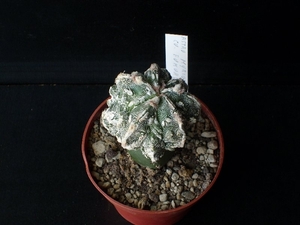 Astrophytum myriostigma cv Fukuryu 277