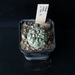 Astrophytum asterias cv kikko 278