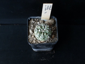 Astrophytum asterias cv kikko 278