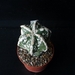Astrophytum myriostigma cv  fukuryu hakuun 280