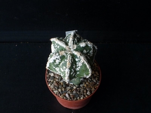 Astrophytum myriostigma cv  fukuryu hakuun 280