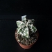 Astrophytum myriostigma cv fukuryu hakuun 281