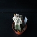 Astrophytum myriostigma columnare cv fukuryo 283