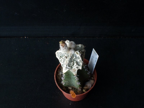 Astrophytum myriostigma columnare cv fukuryo 283