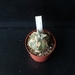 Astrophytum coahuilense cv  kikko  285