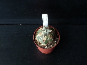 Astrophytum coahuilense cv  kikko  285