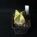 Astrophytum myriostigma v.quadricostatum variegata 286