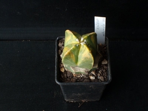 Astrophytum myriostigma v.quadricostatum variegata 286