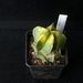 Astrophytum myriostigma variegata 287