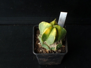 Astrophytum myriostigma variegata 287
