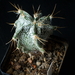 astro ornatum cv kikko  292