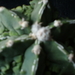 Astro  fukuryu cv. Heikiran   297