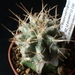 Astro Digistigma caput - medusae chimera 1   309