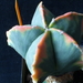 Astro variegata 1   315