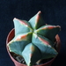 Astro variegata    316