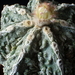 Astro myriostigma cv. fukuryu   312