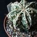 Astro ornatum fukuryu cv hannya   314
