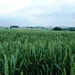 2011_06_05 Biesmere 10