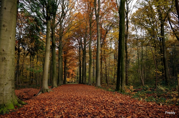 Vrijbos-Houthulst-Herfst-2012