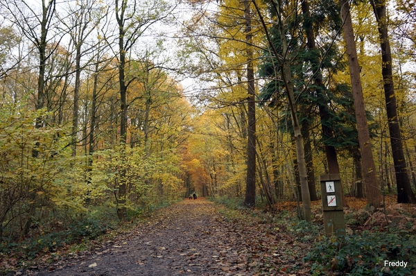 Vrijbos-Houthulst-Herfst-2012