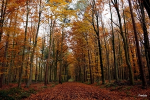 Vrijbos-Houthulst-Herfst-2012