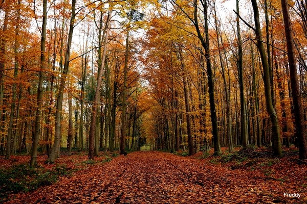 Vrijbos-Houthulst-Herfst-2012